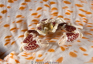 nudibranch feeding,nikon D2x 60 mm micro by Puddu Massimo 